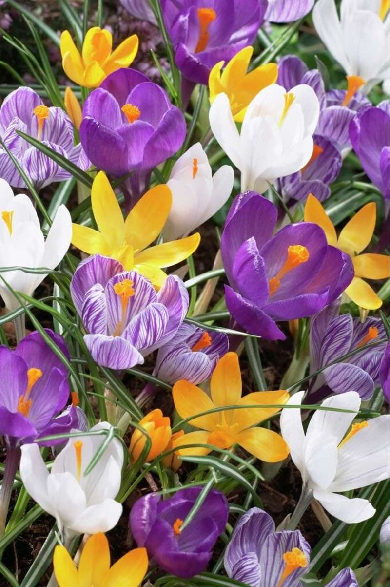 Krokusblanding 'Favorites'